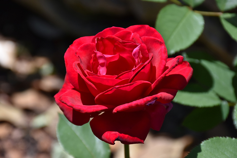 Love's Magic Rose (Rosa 'KORmiach') at Weston Nurseries
