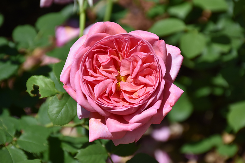 Boscobel Rose (Rosa 'Boscobel') at Weston Nurseries