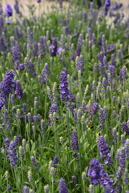 Blue Spear Lavender (Lavandula angustifolia 'PAS1213794') at Weston Nurseries