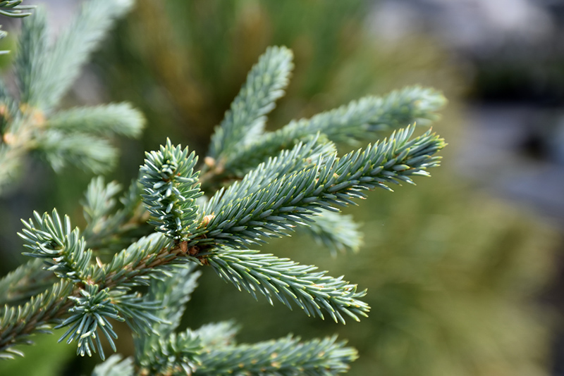 Arctos Siberian Spruce (Picea obovata 'Arctos') at Weston Nurseries