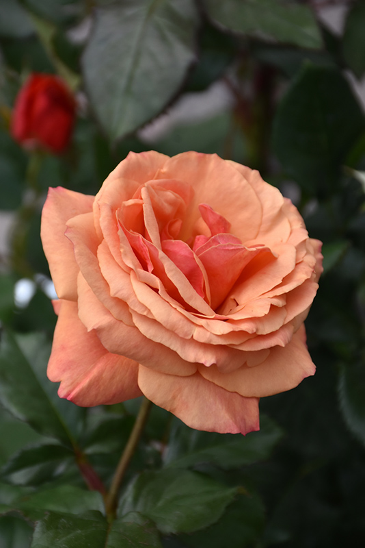 Anna's Promise Rose (Rosa 'WEKdoofat') at Weston Nurseries