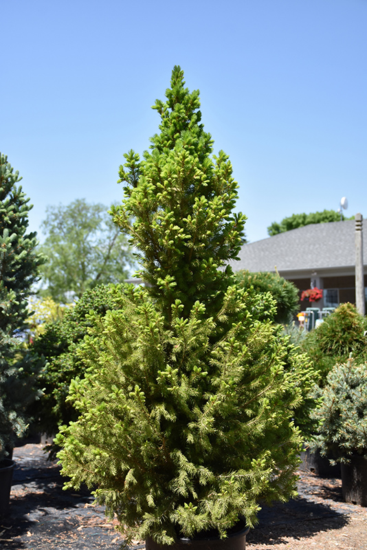 Big Berta White Spruce (Picea glauca 'Big Berta') at Weston Nurseries
