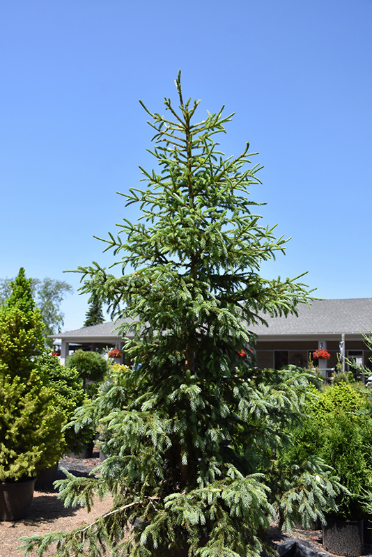 Arctos Siberian Spruce (Picea obovata 'Arctos') at Weston Nurseries