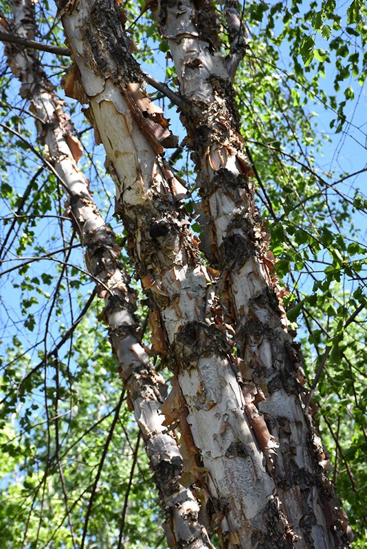 Northern Tribute River Birch (Betula nigra 'Dickinson') at Weston Nurseries