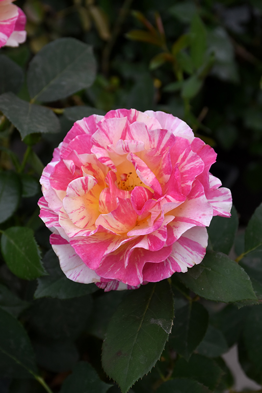Maurice Utrillo Rose (Rosa 'Delstavo') at Weston Nurseries