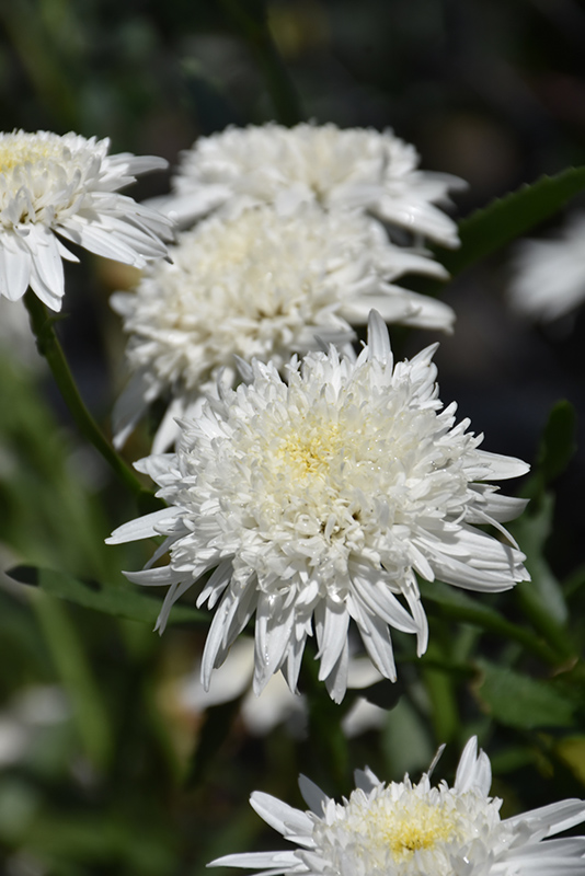 Ice Star Shasta Daisy (Leucanthemum x superbum 'Ice Star') at Weston Nurseries