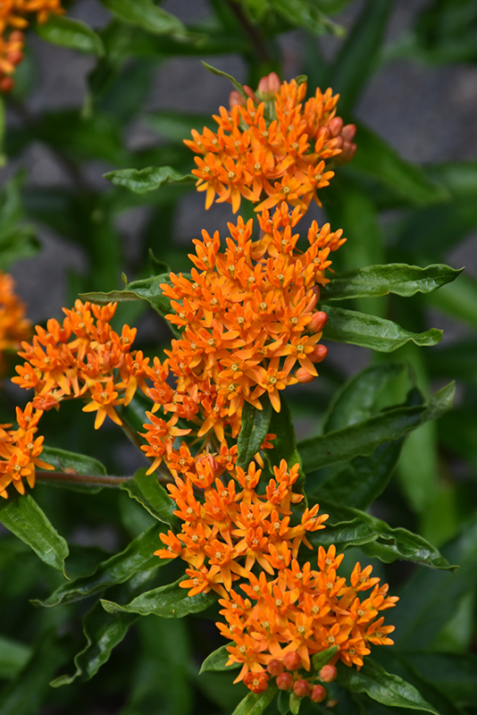 Butterfly Weed (Asclepias tuberosa) at Weston Nurseries