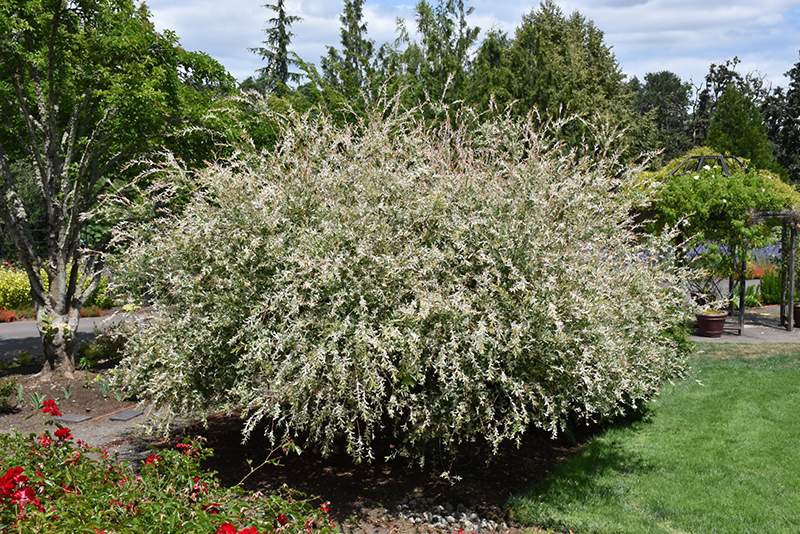 Tricolor Willow (Salix integra 'Hakuro Nishiki') at Weston Nurseries