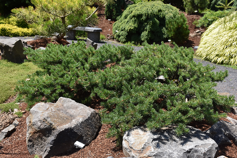 Shoodic Dwarf Jack Pine (Pinus banksiana 'Schoodic') at Weston Nurseries