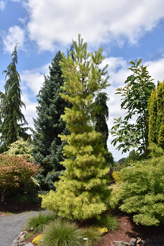 Louie Eastern White Pine (Pinus strobus 'Louie') at Weston Nurseries