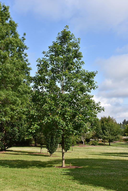 American Dream Oak (Quercus bicolor 'JFS-KW12') at Weston Nurseries