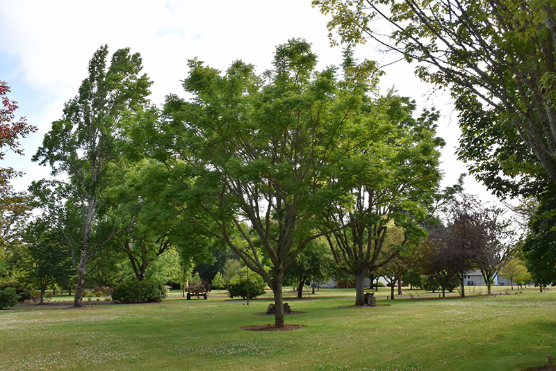 Eye Stopper Cork Tree (Phellodendron lavallei 'Longenecker') at Weston Nurseries