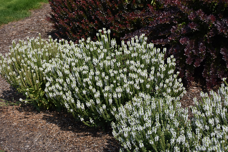 Snow Hill Sage (Salvia x sylvestris 'Snow Hill') at Weston Nurseries