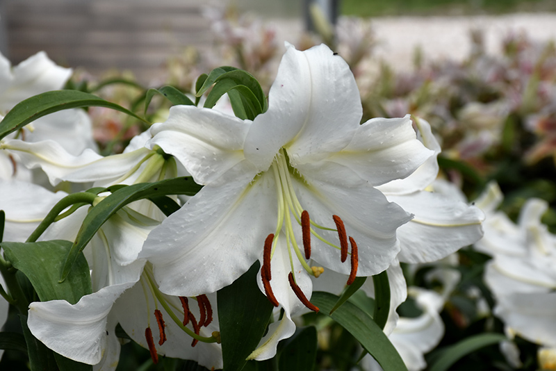 Casa Blanca Lily (Lilium 'Casa Blanca') at Weston Nurseries