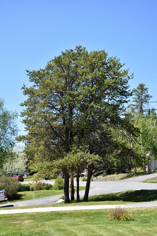 Jack Pine (Pinus banksiana) at Weston Nurseries
