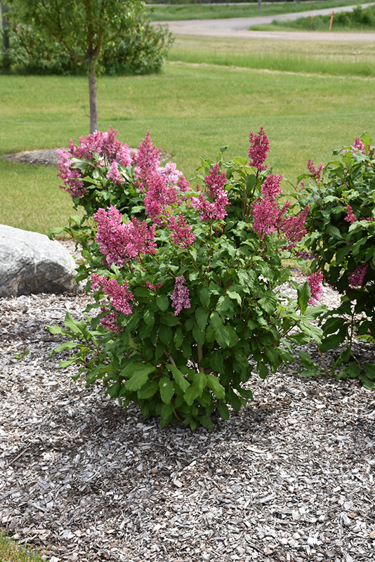 Pinktini Lilac (Syringa x prestoniae 'Jeftin') at Weston Nurseries