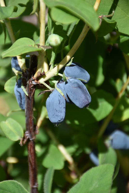 Berry Smart Blue Honeyberry (Lonicera caerulea 'Berry Smart Blue') at Weston Nurseries