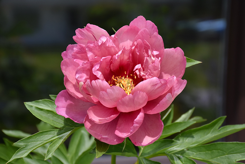Pink Double Dandy Peony (Paeonia 'Pink Double Dandy') at Weston Nurseries