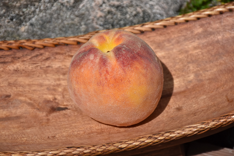 Suncrest Peach (Prunus persica 'Suncrest') at Weston Nurseries