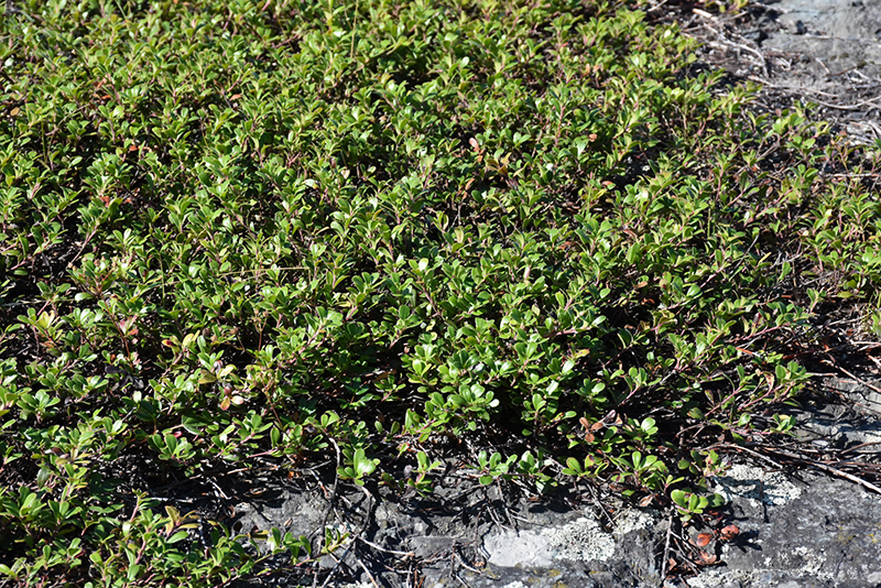 Bearberry (Arctostaphylos uva-ursi) at Weston Nurseries