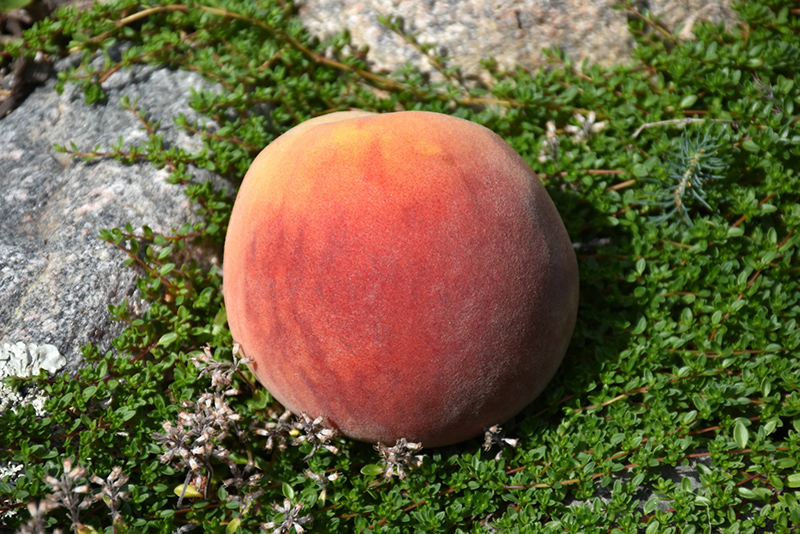 Frost Peach (Prunus persica 'Frost') at Weston Nurseries