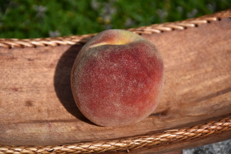 Redstar Peach (Prunus persica 'Redstar') at Weston Nurseries
