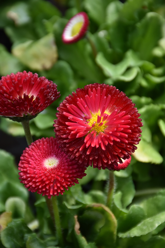 Bellisima Red English Daisy (Bellis perennis 'Bellissima Red') at Weston Nurseries