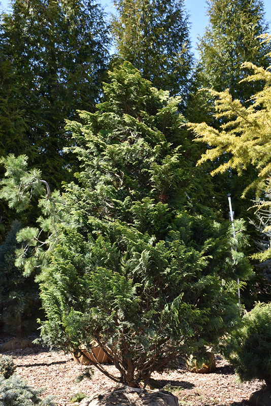 Graciosa Hinoki Falsecypress (Chamaecyparis obtusa 'Graciosa') at Weston Nurseries