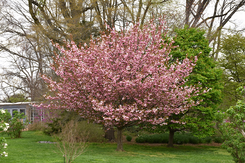 Kwanzan Flowering Cherry (Prunus serrulata 'Kwanzan') at Weston Nurseries