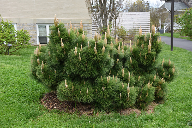 Thunderhead Japanese Black Pine (Pinus thunbergii 'Thunderhead') at Weston Nurseries