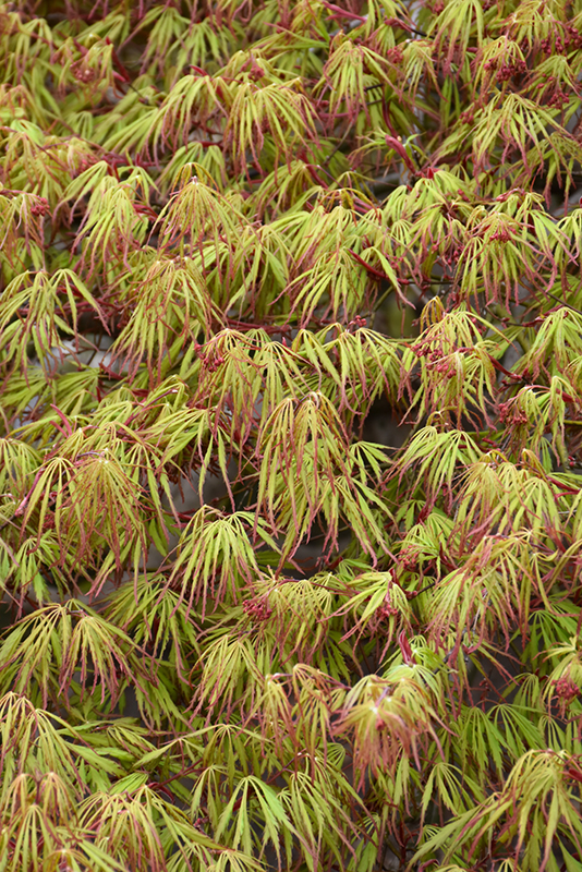 Spring Delight Japanese Maple (Acer palmatum 'Spring Delight') at Weston Nurseries