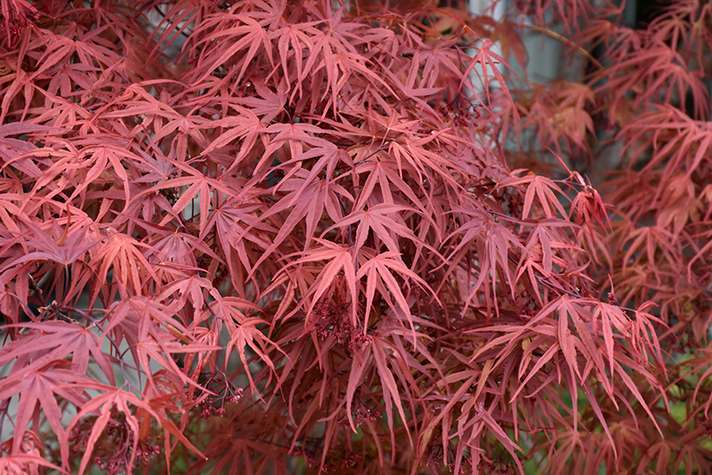 Beni Otake Japanese Maple (Acer palmatum 'Beni Otake') at Weston Nurseries