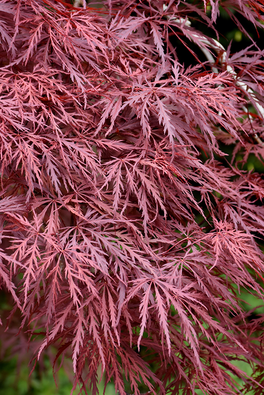 Red Dragon Japanese Maple (Acer palmatum 'Red Dragon') at Weston Nurseries