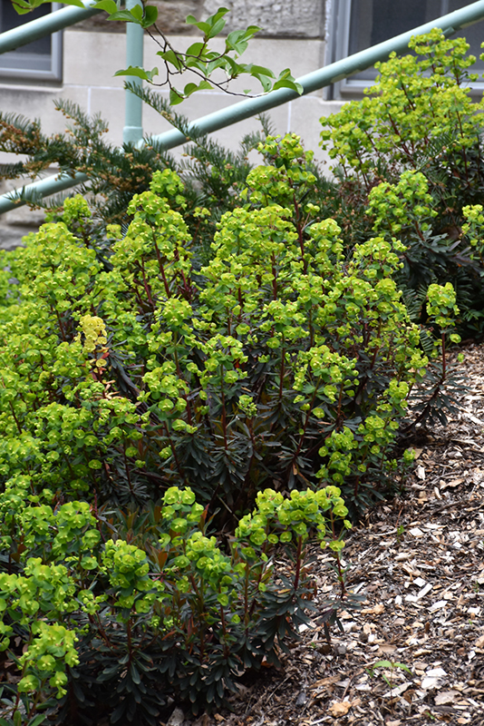 Purple Wood Spurge (Euphorbia amygdaloides 'Purpurea') at Weston Nurseries