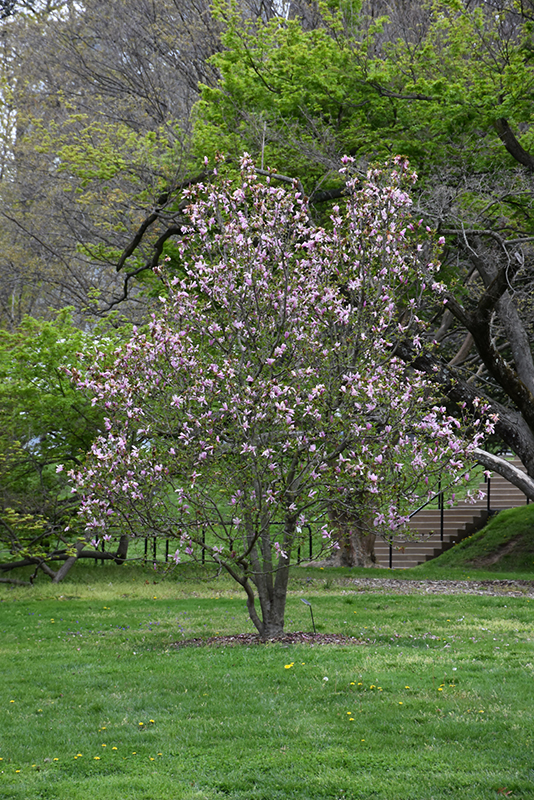 Ricki Magnolia (Magnolia 'Ricki') at Weston Nurseries