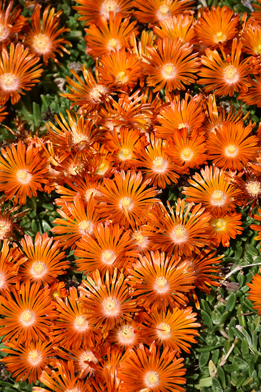 Ocean Sunset Orange Vibe Ice Plant (Delosperma 'T18-2') in Boston ...