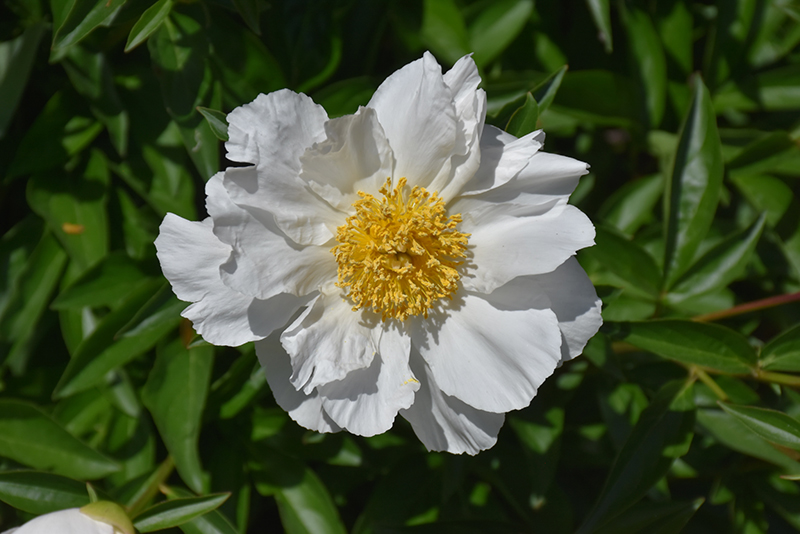 Krinkled White Peony (Paeonia 'Krinkled White') at Weston Nurseries