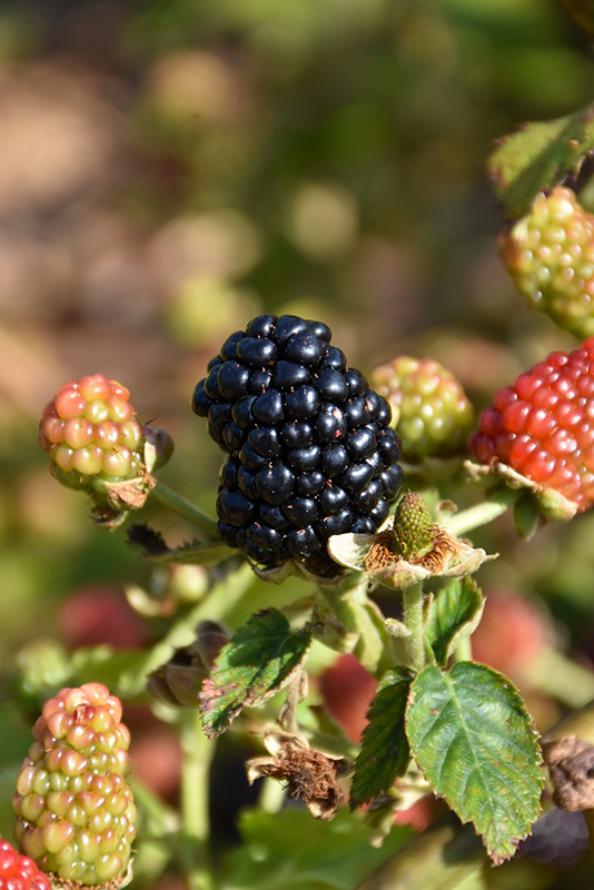 Navaho Thornless Blackberry (Rubus 'Navaho') at Weston Nurseries