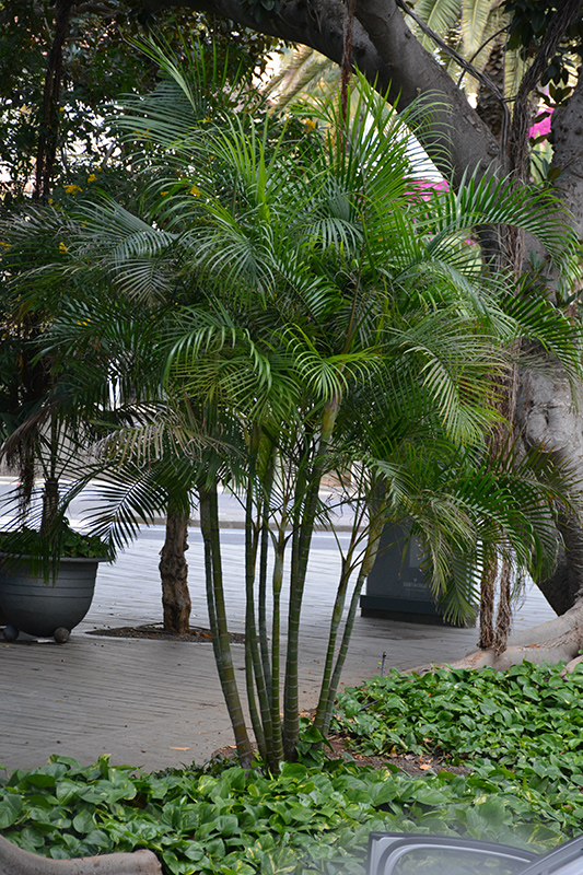 Areca Palm (Dypsis lutescens) at Weston Nurseries