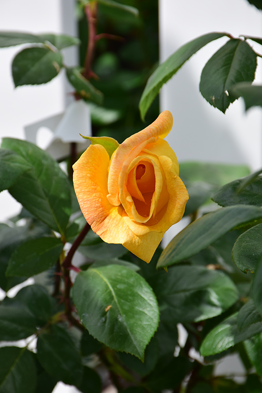 Oregold Rose (Rosa 'Oregold') at Weston Nurseries