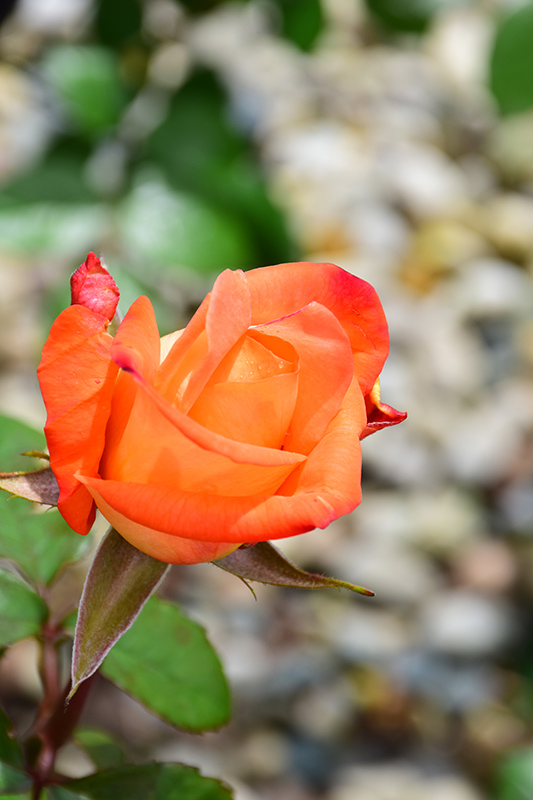 Octoberfest Rose (Rosa 'MAClanter') at Weston Nurseries