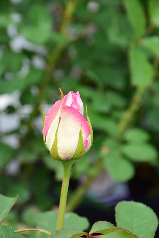 Moonstone Rose (Rosa 'Moonstone') at Weston Nurseries