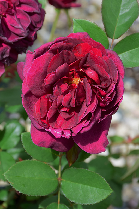 Darcey Bussell Rose (Rosa 'Darcey Bussell') at Weston Nurseries
