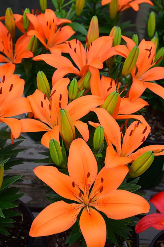 Matrix Orange Lily (Lilium 'Matrix Orange') at Weston Nurseries
