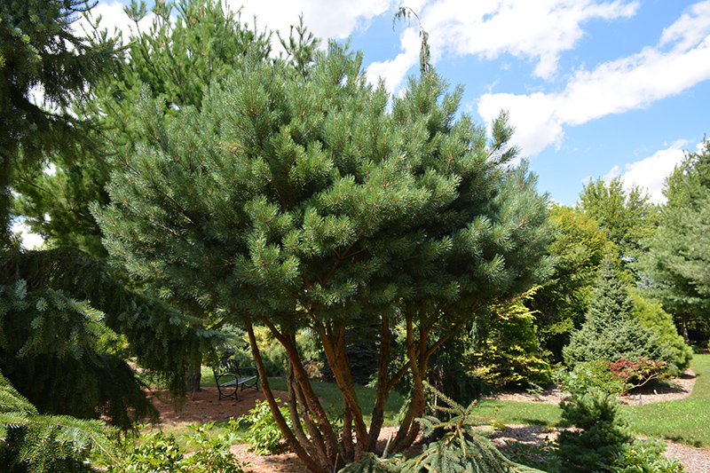 Waterer Scotch Pine (Pinus sylvestris 'Watereri') at Weston Nurseries