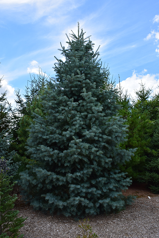 Bonny Blue Blue Spruce (Picea pungens 'Bonny Blue') at Weston Nurseries