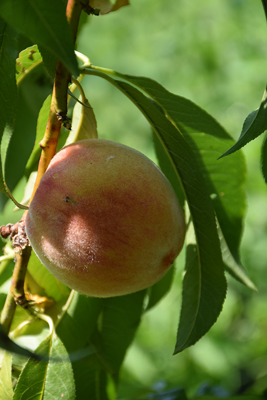 Bonanza Peach (Prunus persica 'Bonanza') at Weston Nurseries