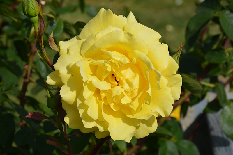Mellow Yellow Rose (Rosa 'Mellow Yellow') at Weston Nurseries