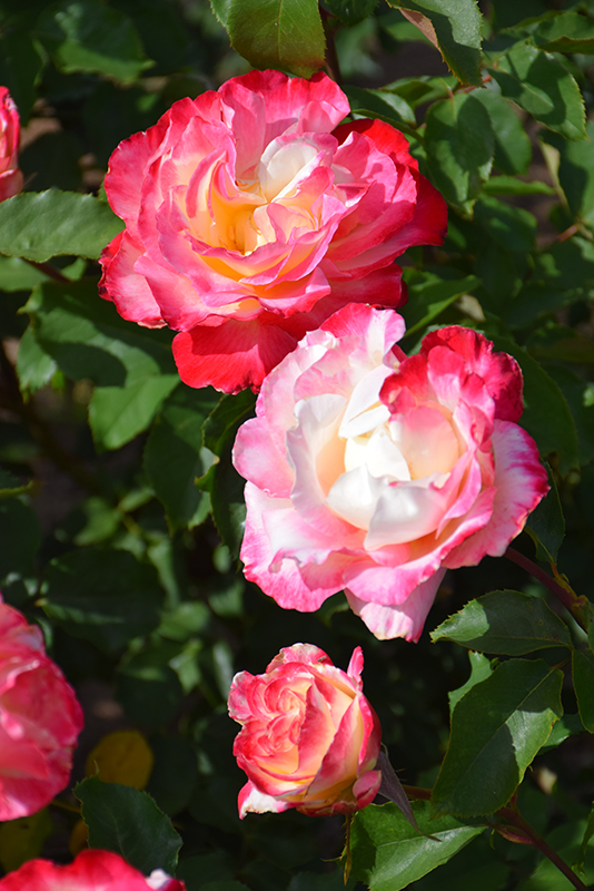 Double Delight Rose (Rosa 'Double Delight') at Weston Nurseries