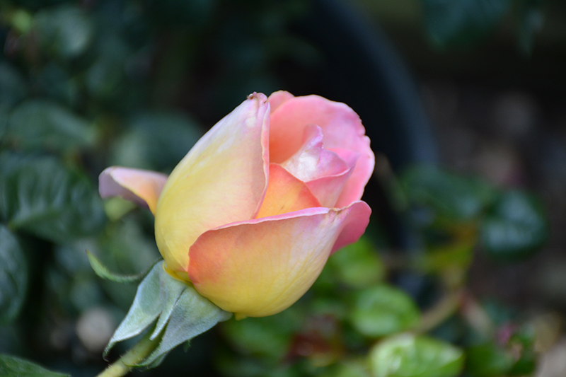 Peace Rose (Rosa 'Peace') at Weston Nurseries